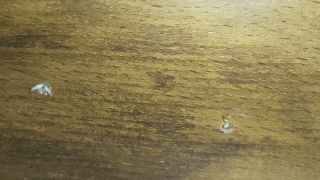 水头镇区家卫生间门框出现了白蚁专业处里方案
